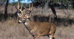 Прекрасно видео со елените на Галичица…