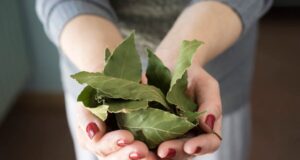 Ловоровиот лист го опушта умот, го забавува стареењето и го чисти телото