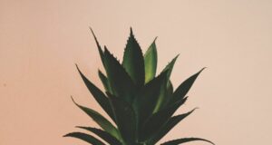 Маслото од алое вера – благодет за здравје и убавина!