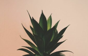 Маслото од алое вера – благодет за здравје и убавина!