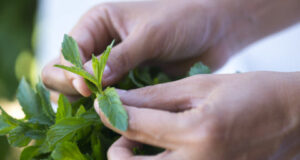 Рузмаринот и нането ја подобруваат меморијата