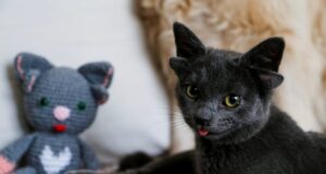 Мачката со четири уши стана интернет сензација