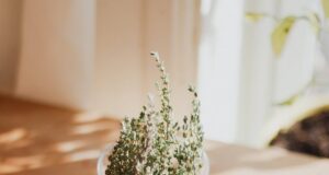 Мајчината душица е исклучително лековита, а еве ги сите начини на кои можете да ја користите