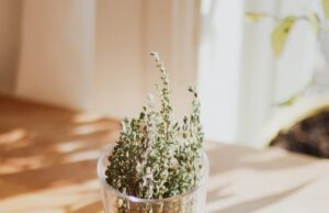 Мајчината душица е исклучително лековита, а еве ги сите начини на кои можете да ја користите