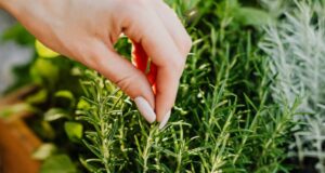 Масло од рузмарин: 7 проблеми за кои ова неверојатно растение може да помогне