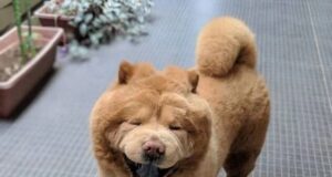 Домашно милениче кое ќе ви го разубави денот: Кучето Chowder потсетува на плишано мече (фото)