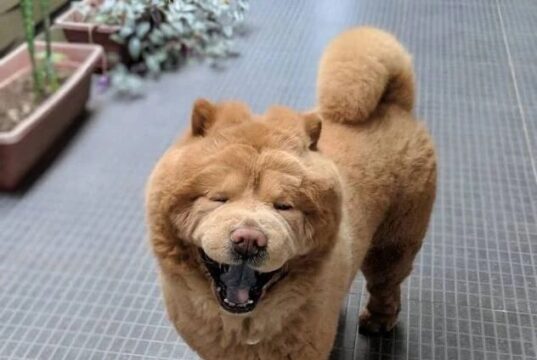 Домашно милениче кое ќе ви го разубави денот: Кучето Chowder потсетува на плишано мече (фото)