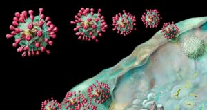 Коронавирусот го напаѓа човечкиот систем кој дава одговор на стресот