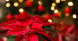 Како да се одржува цвеќето Божиќна ѕвезда