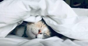 Совети кои ќе ви помогнат да заспиете како дете