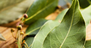 Чајот и сирупот од ловор се одлични за кашлица и болки во грлото