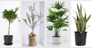 Опоравете ги вашите домашни растенија со овој еликсир