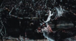 Откривањето на омикрон меѓу елените загрижува за можните нови варијанти