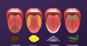 Дебелината го слабее сетилото за вкус, вели новото истражување