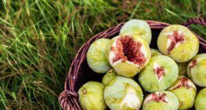 Смокви – природен лек за анемија