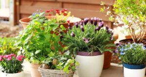 Не ја фрлајте водата при готвење храна: Одлична за цвеќиња…