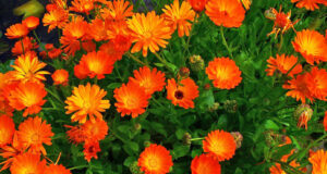 Невен: растение кое прави чуда за цревата, кожата, крвта и притисокот