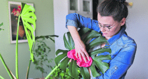 Најдобриот трик за отстранување на прашина од домашни цвеќиња