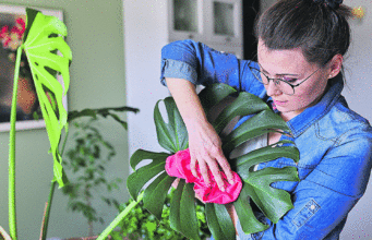 Најдобриот трик за отстранување на прашина од домашни цвеќиња