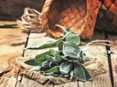 Согорувањето на жалфија носи многу придобивки за сите – од телото до енергијата во домот!