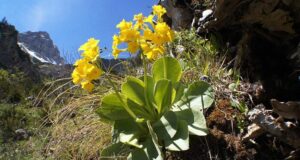 Јаглика-одличен лек за кашлица