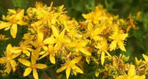 Кантарион за лекување на многу здравствени проблеми