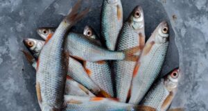 Дали јадете РИБА двапати неделно? Еве зошто треба