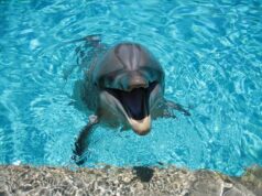 Делфини – факти кои можеби не сте ги знаеле