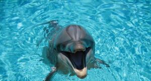 Делфини – факти кои можеби не сте ги знаеле
