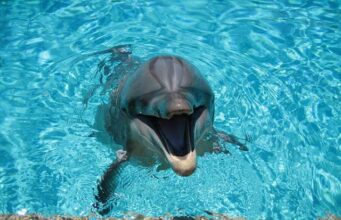 Делфини – факти кои можеби не сте ги знаеле