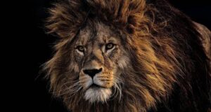 Лавови – Факти кои можеби не сте ги знаеле