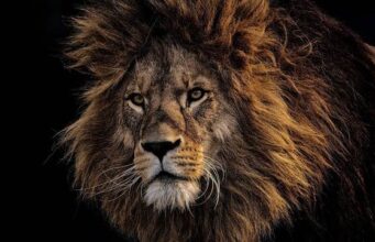 Лавови – Факти кои можеби не сте ги знаеле