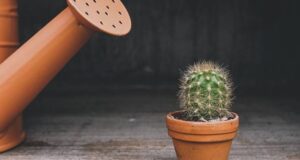 Нега на кактус во студените денови: Вака ќе знаете дали треба да го полевате