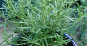 Рузмарин – за душа и тело