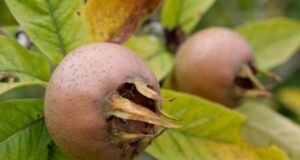 Мушмули слатки и здрави плодови на есента