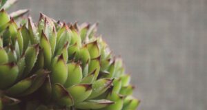 Моќниот чај од чувар куќа помага при воспаленија, хемороиди и цисти, а се прави токму вака