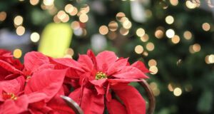 Три клучни совети кои ќе направат Божиќната ѕвезда да трае до втората година