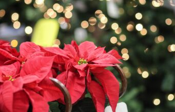 Три клучни совети кои ќе направат Божиќната ѕвезда да трае до втората година