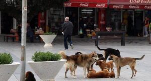 Каснување од куче, што треба да направите?