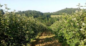 ОВА ОВОШЈЕ Е ВО ТОП 10 НАЈЗДРАВА ХРАНА: Малку калории, ГУБИ КИЛОГРАМИ, го чува ЗДРАВЈЕТО