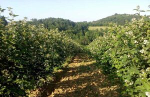 ОВА ОВОШЈЕ Е ВО ТОП 10 НАЈЗДРАВА ХРАНА: Малку калории, ГУБИ КИЛОГРАМИ, го чува ЗДРАВЈЕТО