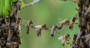 Пчелите се прогласени за најважните суштества на планетата без кои нема живот