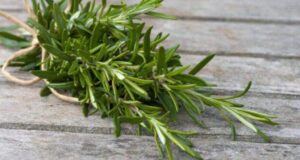 БИЛКАРИТЕ ЗА МНОГУ ПРОБЛЕМАТИКИ НАОЃААТ СПАС ВО РУЗМАРИН: за кожа, главоболка, мигрена, срце и крвни садови…
