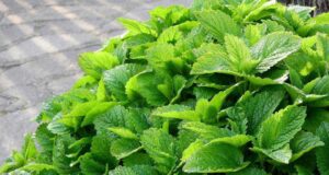 Природен смирувач! Ја ублажува нервозата и несоницата, а наликува на нане