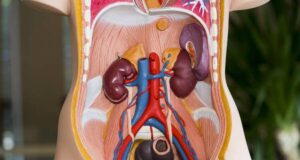 Еве зошто имаме два од некои органи: бубрези, бели дробови, очи, уши…