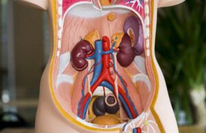 Еве зошто имаме два од некои органи: бубрези, бели дробови, очи, уши…