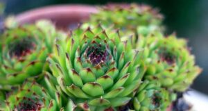 Чуваркуќа во руската народна медицина: Користете ги неговите лековити својства