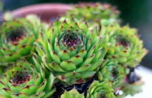 Чуваркуќа во руската народна медицина: Користете ги неговите лековити својства