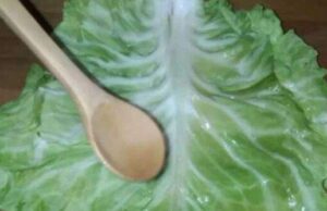 Заборавен народен лек: ЛИСТ ЗЕЛКА