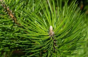 Боровите иглички како лек: дар од природата за нашето здравје